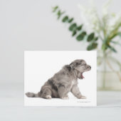 Carte Postale Chien de Pyrénées (4 semaines) (Debout devant)