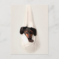Chien de race Teckel chiot dans hamac Mignon Adora