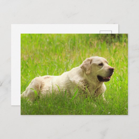 Carte Postale Chien de repérage du Labrador blanc (Devant / Derrière)