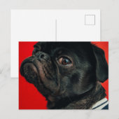Carte Postale chien de rojo (Devant / Derrière)