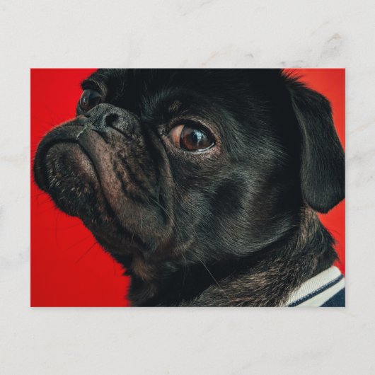 Carte Postale chien de rojo (Devant)