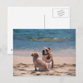 Carte Postale Chien de Sandy Beach (Devant / Derrière)