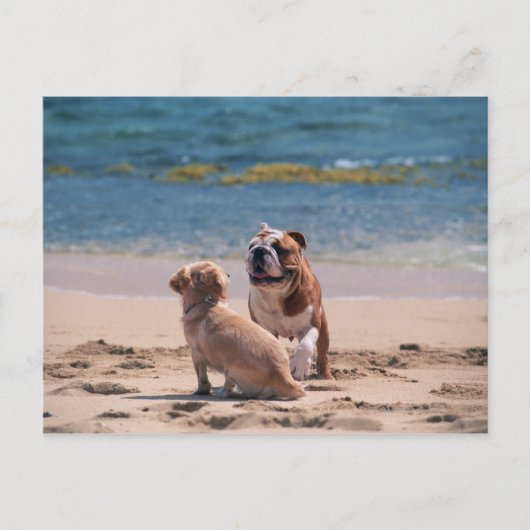 Carte Postale Chien de Sandy Beach (Devant)