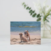 Carte Postale Chien de Sandy Beach (Debout devant)