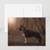 Carte Postale Chien de service allemand Shepherd. (Devant / Derrière)