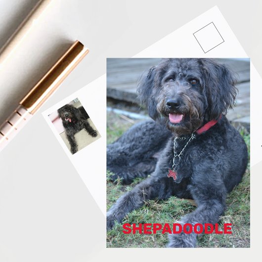Carte Postale Chien de Shepadoodle Noir Photographie