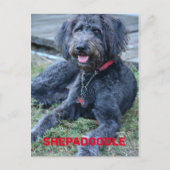 Carte Postale Chien de Shepadoodle Noir Photographie (Devant)