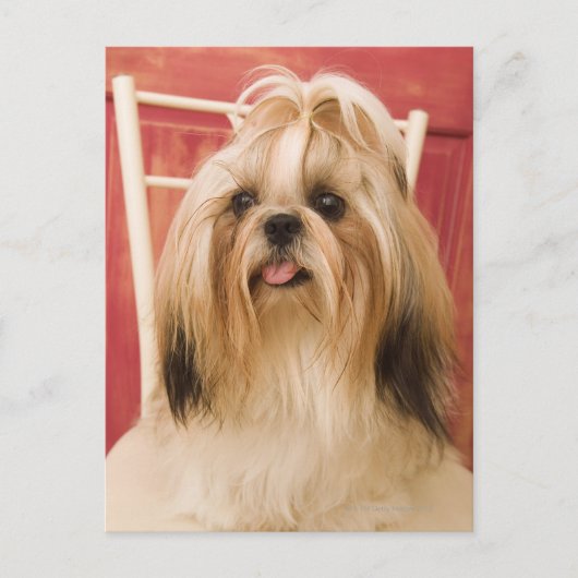 Carte Postale Chien de Shih-tzu (Devant)
