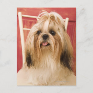 Carte Postale Chien de Shih-tzu