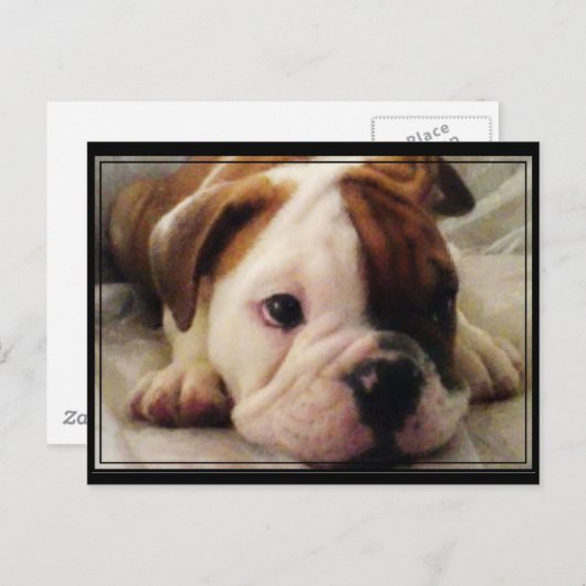 Carte Postale Chien de taureau (Devant / Derrière)