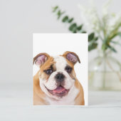 Carte Postale Chien de taureau anglais (Debout devant)