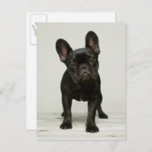 Carte Postale Chien de taureau français (Devant / Derrière)