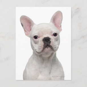 Carte Postale Chien de taureau français (5 mois)
