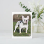 Carte Postale Chien de taureau français 9Y202D-134 (Debout devant)