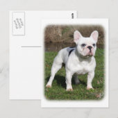 Carte Postale Chien de taureau français 9Y202D-134 (Devant / Derrière)