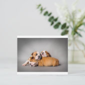 Carte Postale Chien de taureaux anglais dormant (Debout devant)