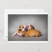 Carte Postale Chien de taureaux anglais dormant (Devant / Derrière)