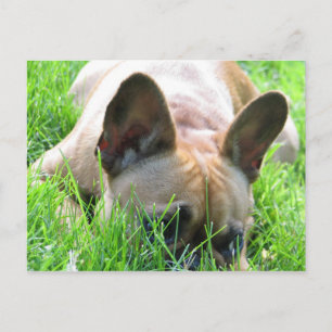 Carte Postale Chien de taureaux français