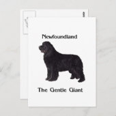 Carte Postale Chien de Terre-Neuve le géant doux (Devant / Derrière)