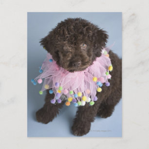 Carte Postale Chien d'eau italien (Lagotto) Chien