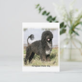 Carte Postale Chien d'eau portugais 9Y154D-030 (Debout devant)