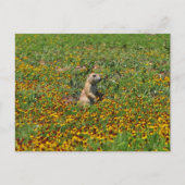 Carte Postale Chien des Prairies en fleurs (Devant)