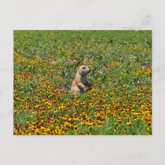 Carte Postale Chien des Prairies en fleurs (Devant)
