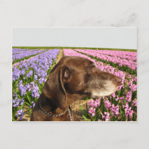 Carte Postale chien devant un champ de fleurs de printemps