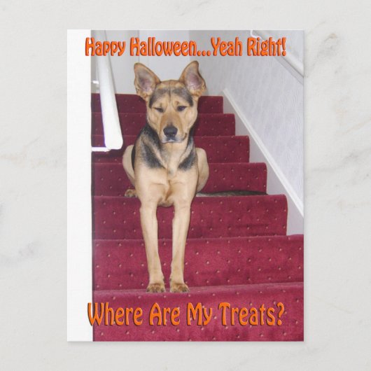 Carte Postale Chien d'Halloween et aucun traitement (Devant)