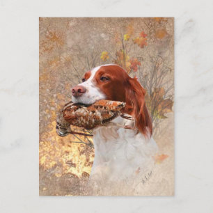 Carte Postale Chien d'oiseaux, chasse à la bécasse