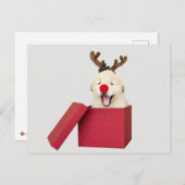 Carte Postale Chien d'or dans une boîte cadeau de Noël rouge (Devant / Derrière)