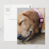 Carte Postale Chien d'or rétriever #4 (Devant / Derrière)