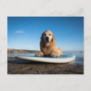 Carte Postale Chien D'Or Retriever Posé Sur Une Planche À Pagaie