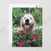 Carte Postale Chien doré souriant parmi les fleurs Blank (Devant / Derrière)