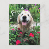 Carte Postale Chien doré souriant parmi les fleurs Blank (Devant)