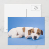 Carte Postale Chien dormant (Devant / Derrière)