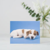 Carte Postale Chien dormant (Debout devant)