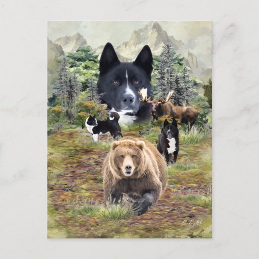 Carte Postale Chien d'ours karélien (Devant)