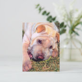 Carte Postale Chien drôle (Debout devant)