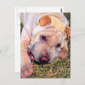 Carte Postale Chien drôle (Devant / Derrière)