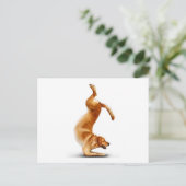 Carte Postale Chien drôle (Debout devant)