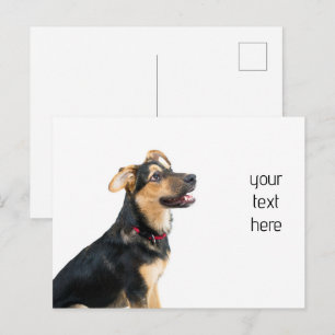 Carte Postale Chien drôle chiot