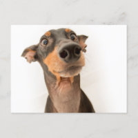 Chien drôle mignon Doberman chiot