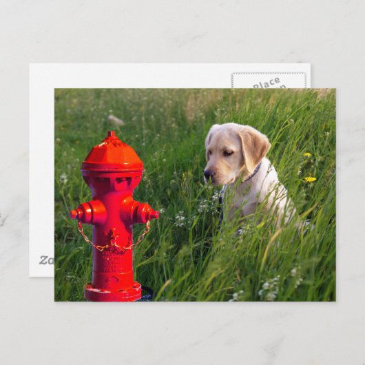 Carte Postale Chien en campagne avec coupe-feu (Devant / Derrière)