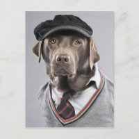 Chien en pull et casquette