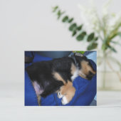 Carte Postale Chien endormi (Debout devant)