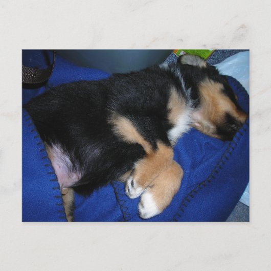 Carte Postale Chien endormi (Devant)