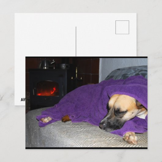 Carte Postale Chien endormi près de la cheminée (Devant / Derrière)