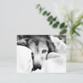 Carte Postale chien endormi sur le caisson de lit noir blanc (Debout devant)