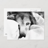 Carte Postale chien endormi sur le caisson de lit noir blanc (Devant / Derrière)